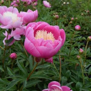 Paeonia lactiflora 'Bowl of Beauty' ---